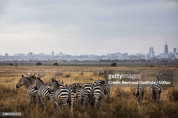 zebras crossing in grassland against city landscape,nairobi,kenya - nairobi fotografías e imágenes de stock