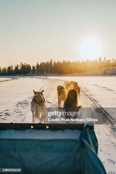 rear view of man with sled dogs on snow covered field against clear sky during sunset,yellowknife,canada - yellowknife canada stock-fotos und bilder