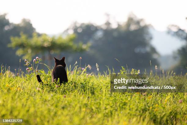rear view of black cat standing in tall green grass,bern,switzerland - cat behind stock-fotos und bilder