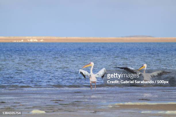 two pelicans taking off at the beach near water against sky,chinguetti,mauritania - mauritania stock pictures, royalty-free photos & images