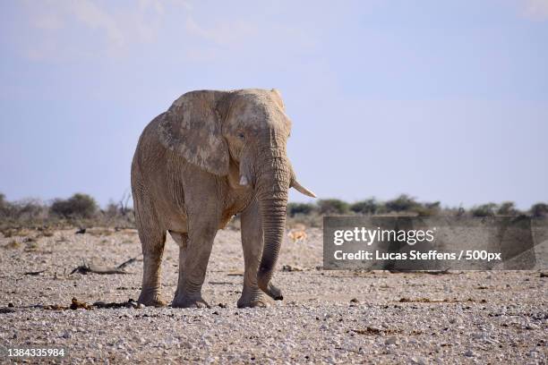 elephant walking on desert road against sky - desert elephant fotografías e imágenes de stock