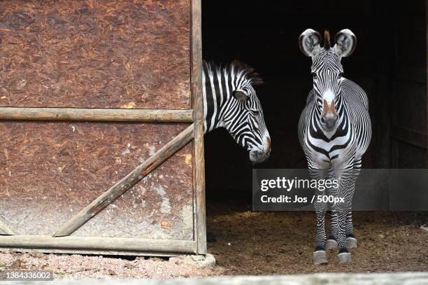 two zebras standing in enclosure,italy - enclosure stock pictures, royalty-free photos & images