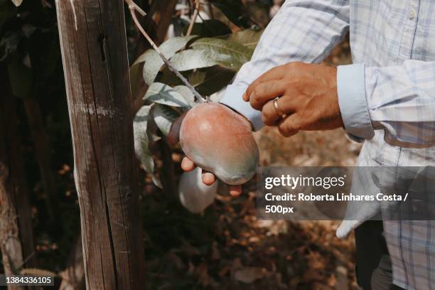 midsection of man holding mango while standing by tree,brazil - mango tree stock-fotos und bilder