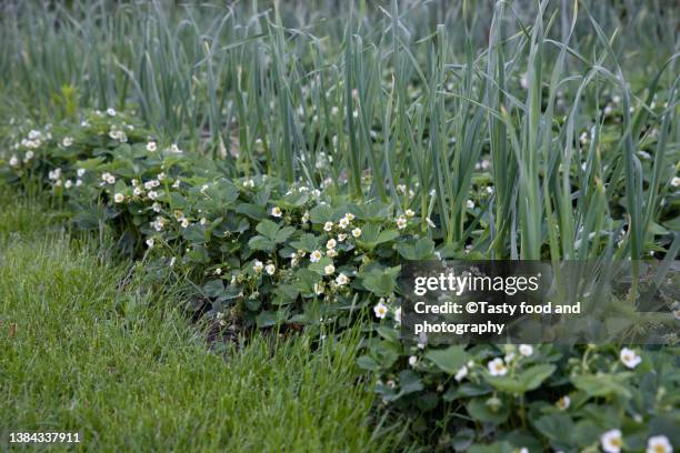 garden strawberry bed in the garden - knoblauch stock-fotos und bilder