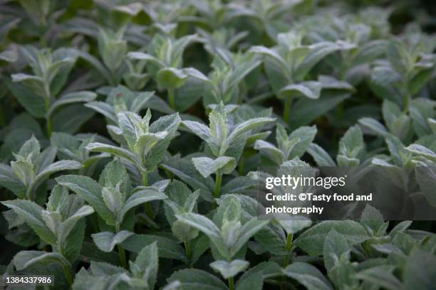 mint in the garden - mint freshness stock pictures, royalty-free photos & images