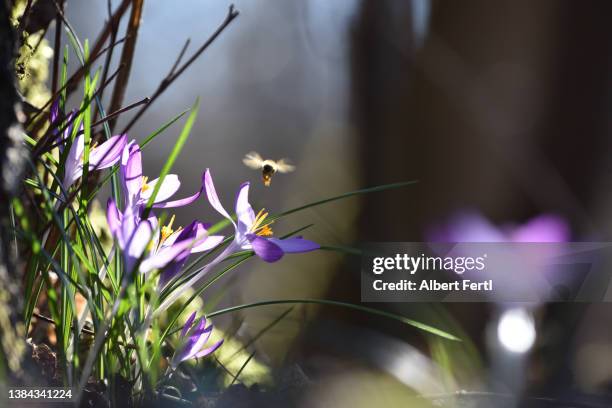 krokusse mit fliegender biene - crocus stock pictures, royalty-free photos & images