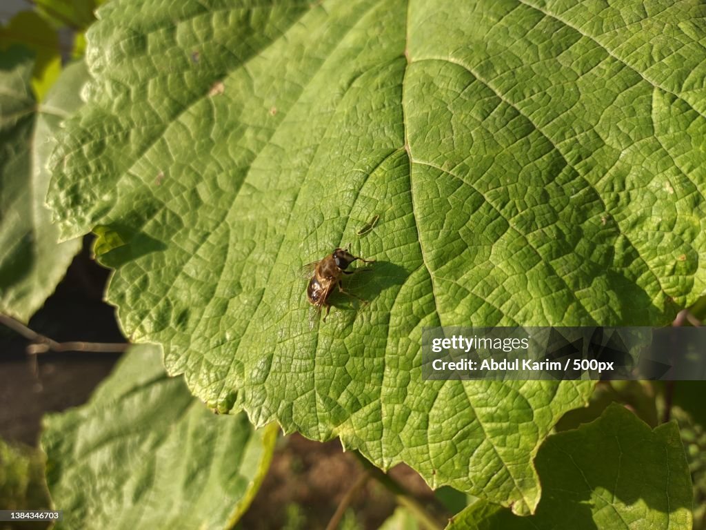 Leaves Insect Background Closeup Of Insect On Leaf High-Res Stock Photo - Getty Images