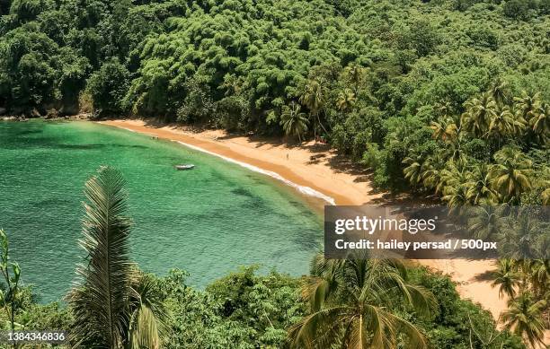the tropics,high angle view of trees by sea,trinidad and tobago - trinité et tobago photos et images de collection
