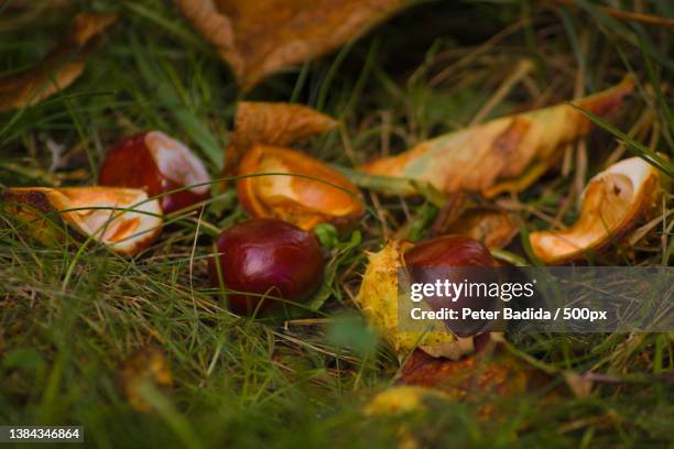 chestnuts with autumn leaves,close-up of chestnuts on field - horse chestnut photos et images de collection