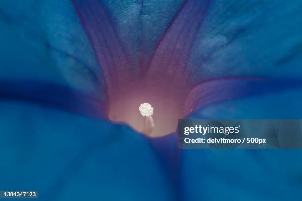 autumn flower,close-up of purple flower - purperwinde stockfoto's en -beelden