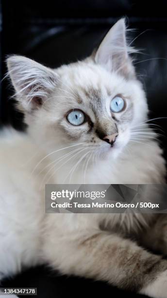 close-up portrait of cat - purebred cat stock pictures, royalty-free photos & images