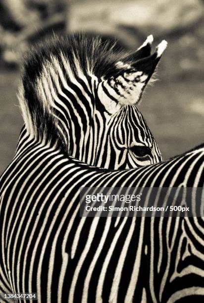 a plains zebra - plains zebra bildbanksfoton och bilder
