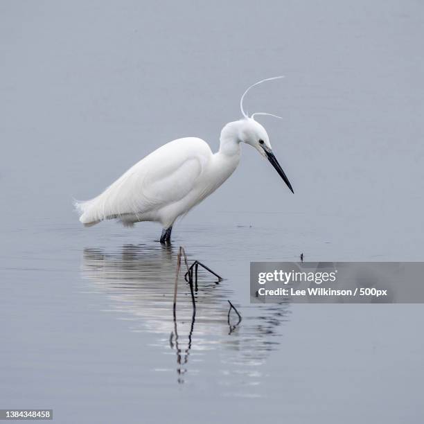 little egret,side view of egret perching in lake,cheshire westand chester,united kingdom,uk - snowy egret stockfoto's en -beelden