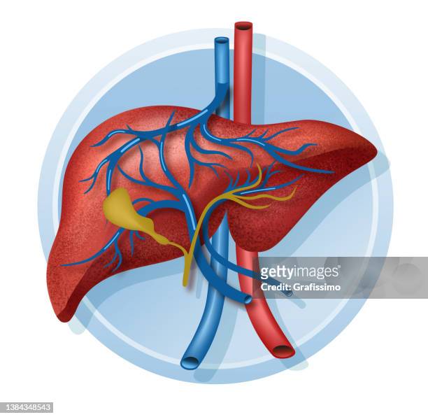 flache vektorillustration menschliche leber im kreis - liver cancer stock-grafiken, -clipart, -cartoons und -symbole