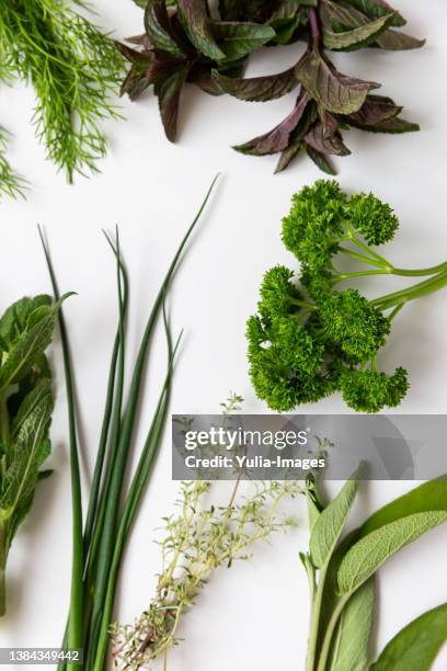 variety of different fresh leafy green aromatic culinary herbs - herb stock-fotos und bilder