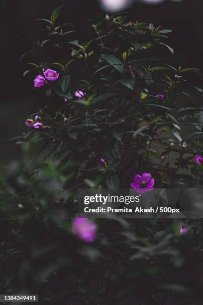 close-up of purple flowering plants,sylhet,bangladesh - sylhet stock pictures, royalty-free photos & images