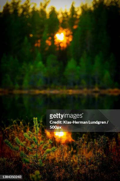 sunset by the pond,scenic view of lake against sky at sunset,gagnef,sweden - träd stock pictures, royalty-free photos & images
