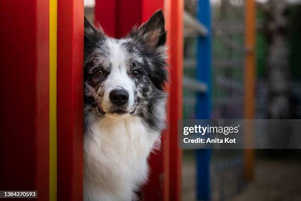 portrait of a border collie - border collie stock-fotos und bilder