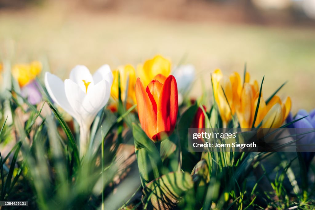 Close Up Of Colorful Flowers In Springtime High-Res Stock Photo - Getty ...