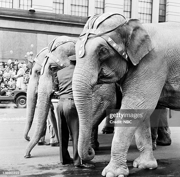 Pictured: A group of elephants pass by during the 1954 Macy's Thanksgiving Day Parade