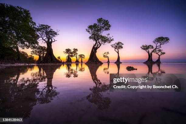 perfect view of mangrove trees during twilight at  walakiri beach- stock photo - indonesia beach stock pictures, royalty-free photos & images