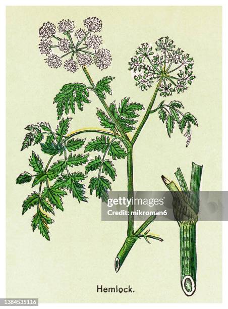 old chromolithograph illustration of the hemlock or poison hemlock (conium maculatum) - hemlock tree stock pictures, royalty-free photos & images