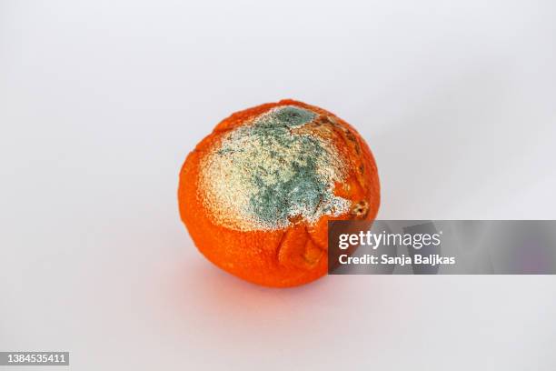 moldy orange - dead rotten stock pictures, royalty-free photos & images