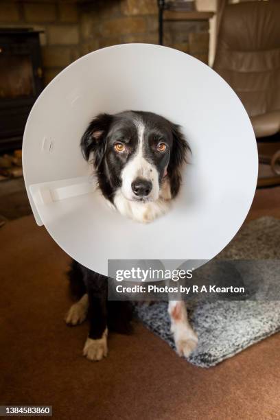 poorly border collie wearing an e collar at home after surgery - cone shape stock pictures, royalty-free photos & images