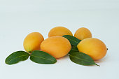 Marian plum or plum mango