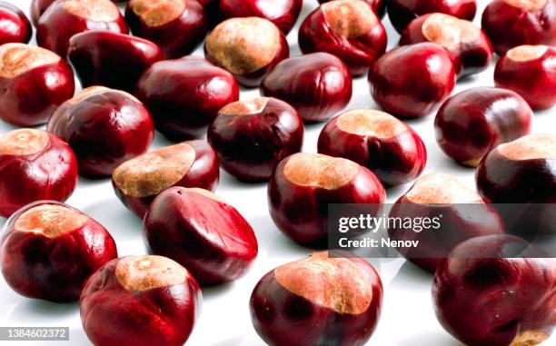 european horse-chestnut - horse chestnut stock pictures, royalty-free photos & images