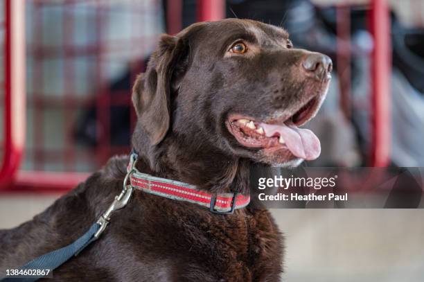 side profile of chocolate labrador retriever panting with mouth open - face and profile and mouth open stock pictures, royalty-free photos & images