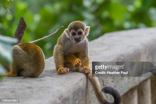 young squirrel monkey sitting on a wall with a sunflower seed in its mouth - dödskalleapa bildbanksfoton och bilder