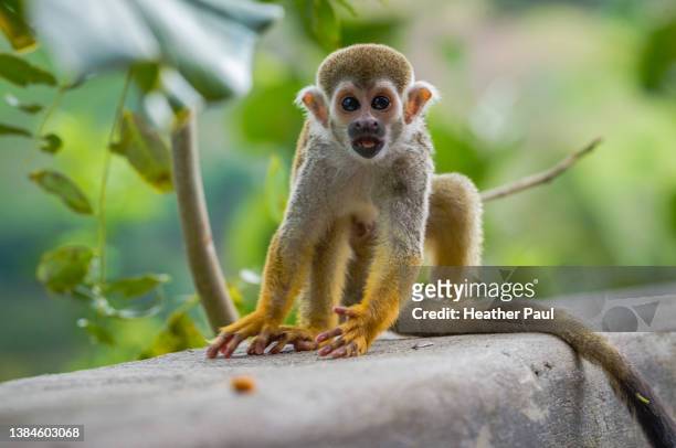 baby squirrel monkey looking surprised - dödskalleapa bildbanksfoton och bilder