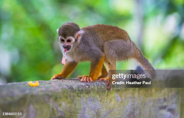 young squirrel monkey spitting out a piece of watermelon - primates stock pictures, royalty-free photos & images