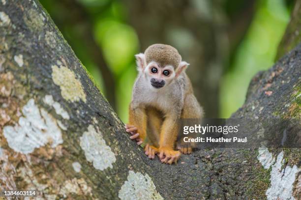 baby squirrel monkey sitting in a tree as it looks at the camera - dödskalleapa bildbanksfoton och bilder