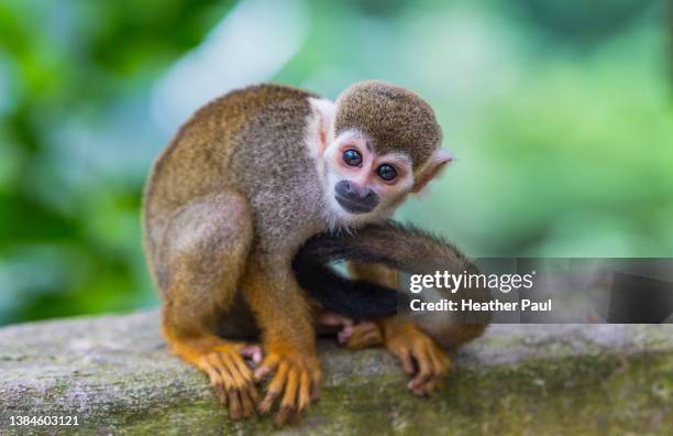 curious squirrel monkey sitting on a wall and tilting its head as it stares at the camera - squirrel monkeys stock pictures, royalty-free photos & images