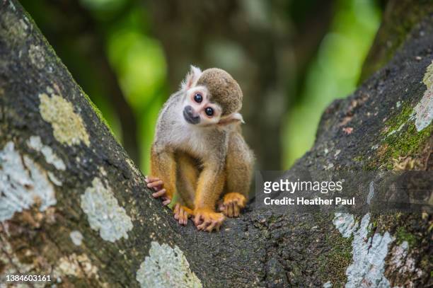 curious squirrel monkey sitting in a tree tilts its head as it stares at the camera - dödskalleapa bildbanksfoton och bilder