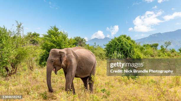 indian elephant, udawalawe national park, sri lanka. - sri lanka elephant stock pictures, royalty-free photos & images
