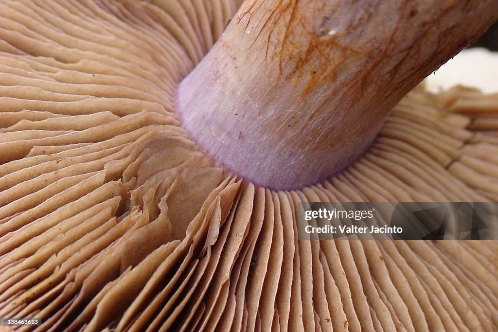 Mushroom
