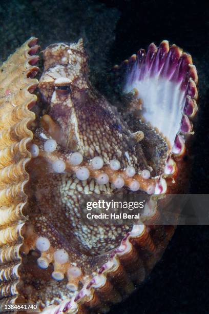 Octopus Shell Internal 13 Coconut Octopus Hiding In Shell Stock Photos, High-Res Pictures, and ...