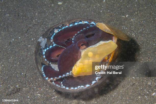 Octopus In Shell Coconut Octopus Hiding In Shell Photos and Premium High Res Pictures ...