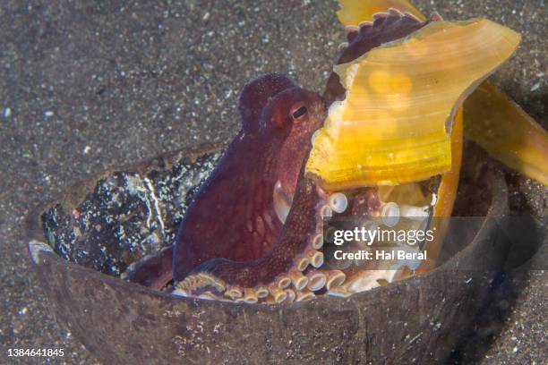 Octopus Using Shells Octopus Coconut Shell Photos and Premium High Res Pictures - Getty Images