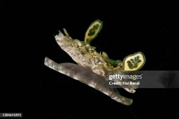 upside-downjellyfish - upside down jellyfish bildbanksfoton och bilder