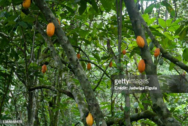 cocoa beans plantation in liberia, west africa. - cacao tree stock-fotos und bilder