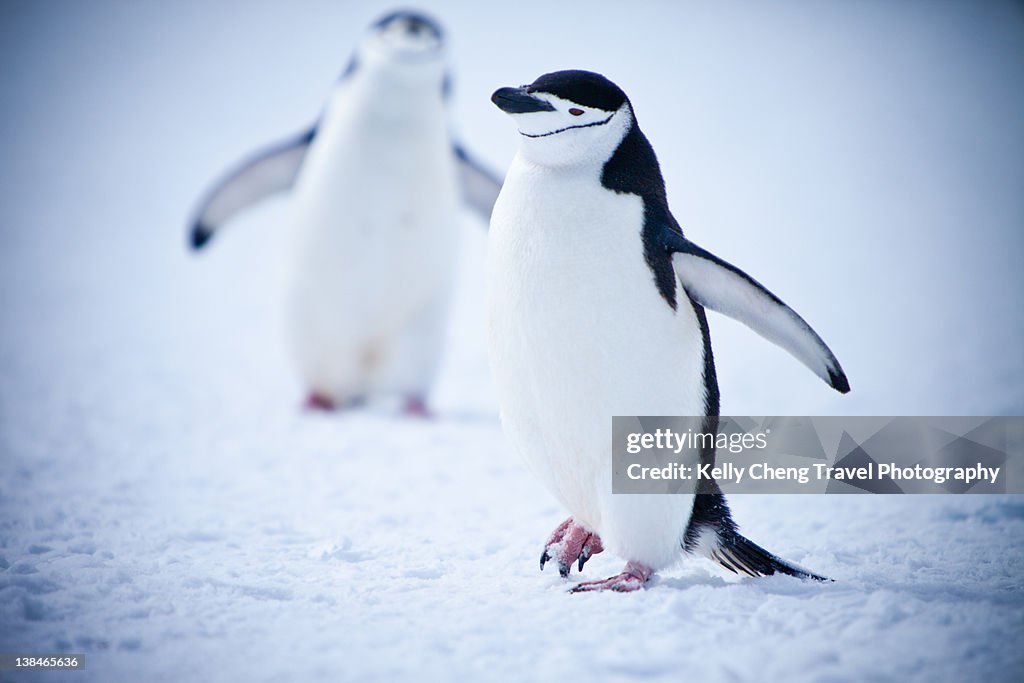 Chinstrap penguins