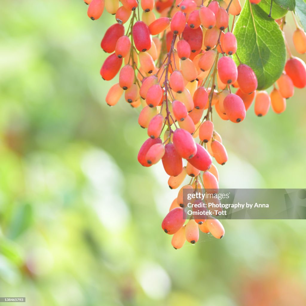 Chinese berries