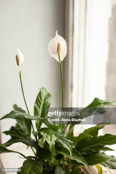 home plant, flowering peace lily or spathiphyllum on window sill at home - spathiphyllum stock pictures, royalty-free photos & images