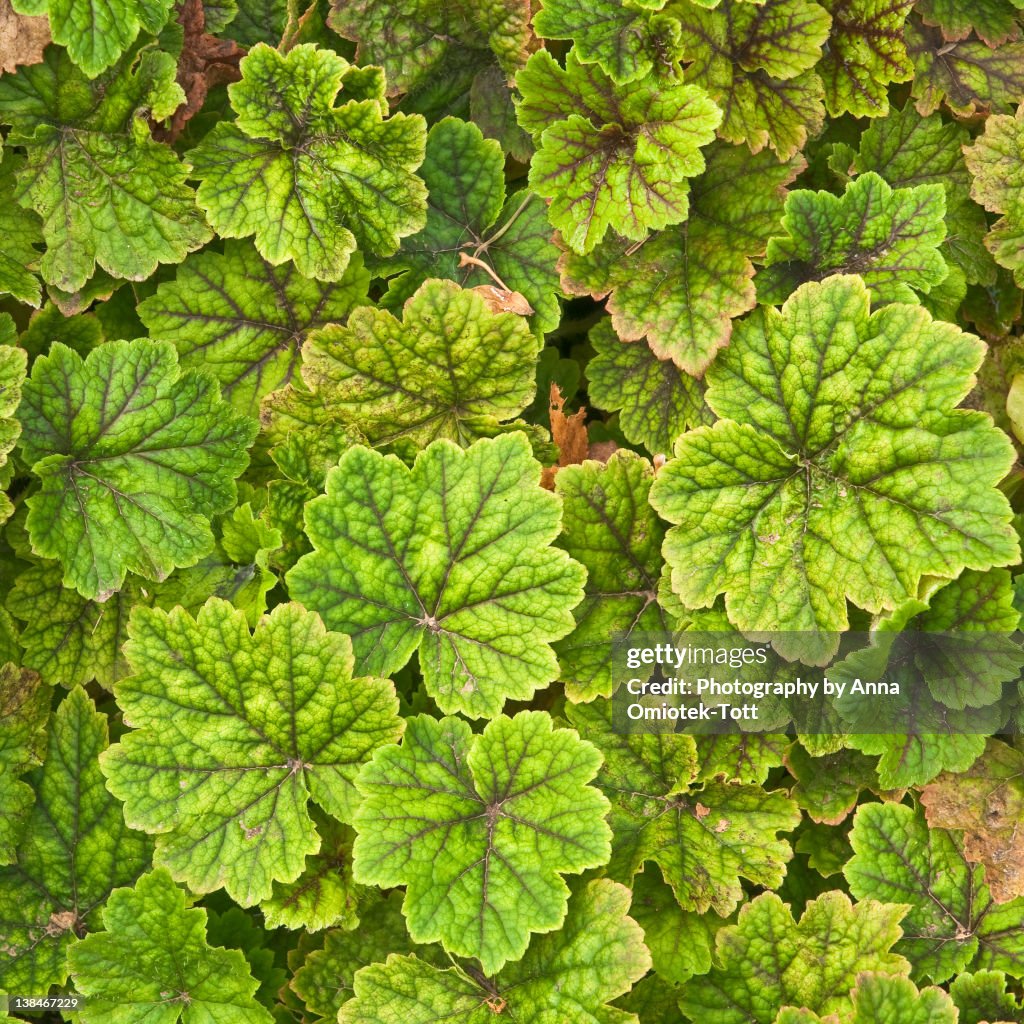 Tellima grandiflora