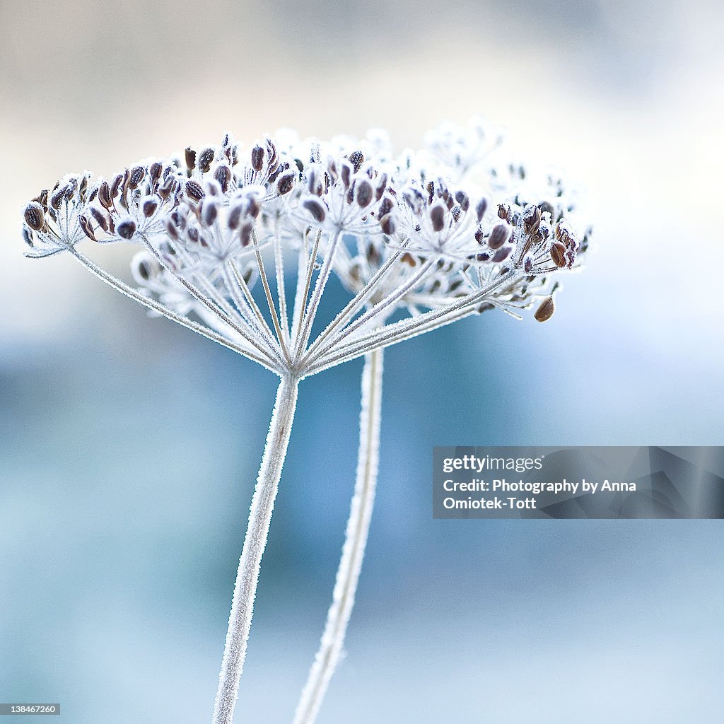Closeup of fennel seed-head