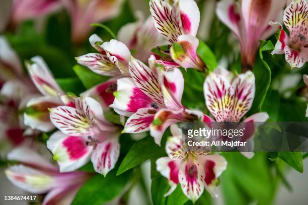 white pink blush peruvian lily - stargazer lily stock-fotos und bilder